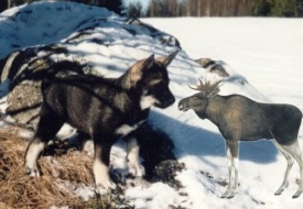 Nina som valp st�ller en j�tte�lg - collage
